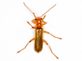 Cantharis cryptica